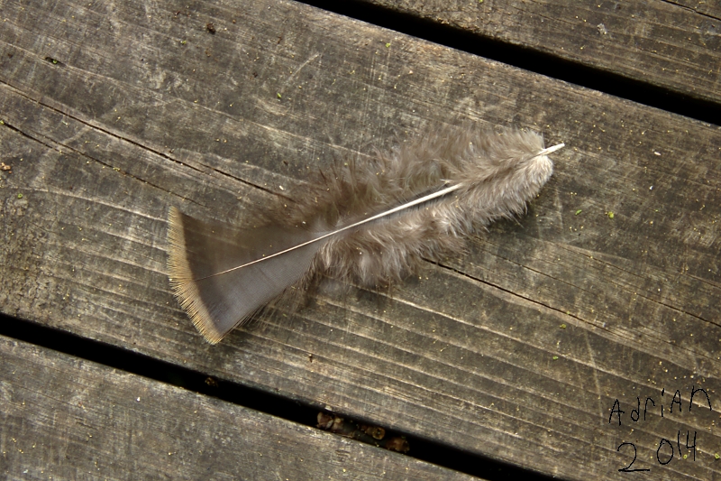 Feather on Boardwalk by Adrian
