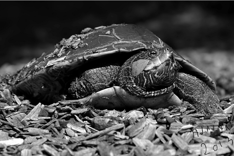Tommie Turtle